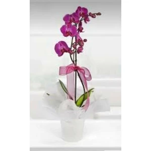 Mor Orkide