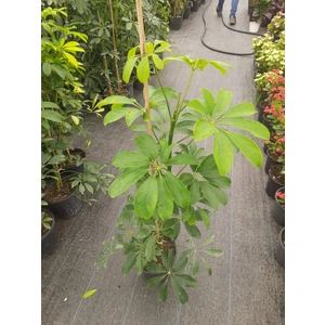 70-90CM Şeflera 5 Parmak Bitkisi 1 Adet Ev ve Ofis Bitkisi