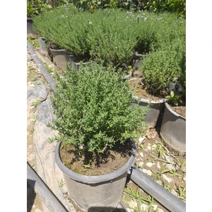 Yemeklerde Kullanılan 1 Adet Kekik Fidanı 10-20CM