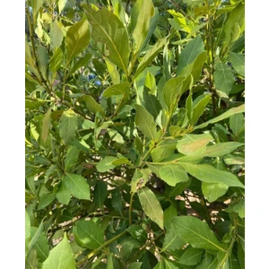 Defne Ağacı Fidanı 60-80CM 1 Adet