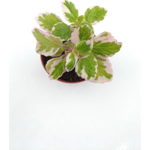 Plectranthus Forsteri Variegata 8.5 cm Saksı