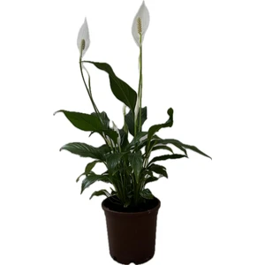 Spathiphyllum – Barış Çiçeği | Canlı Iç Mekan Bitkisi | Hava Temizleyici & Çiçekli Saksı Bitkisi