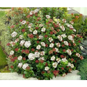 Tinus Kartopu Fidanı Saksılı