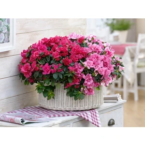 Açelya – Azalea -Pembe