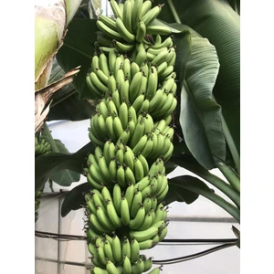 Anamur Muzu 2 kg Yeşil Hasat