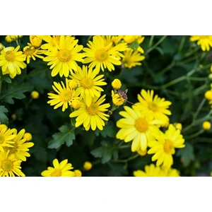 TNC Garden Groups Sarı Papatya (Europs) 30 Adet