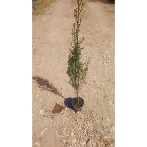 TNC Garden Groups Kabir Ağacı Mezarlık Çamı 100 cm 5 Adet