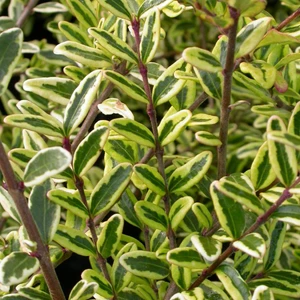TNC Garden Groups Yayılıcı - Yer Örtücü Hanımeli Lonicera Lemon Beauty 3 Adet