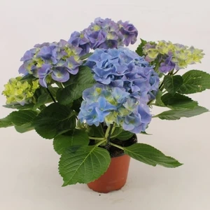 Ortanca – Hydrangea Macrophylla 20- 40 cm -Mavi