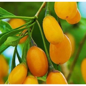 Sarı Goji Berry Fidanı 10 Adet