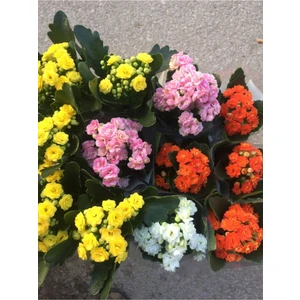 Mini Kalanşo Çiçeği Fidanı 10-20 cm