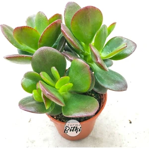 Crassula Ovata Minor Para Çiçeği Sukulent 8.5 cm Saksıda 10-20 cm