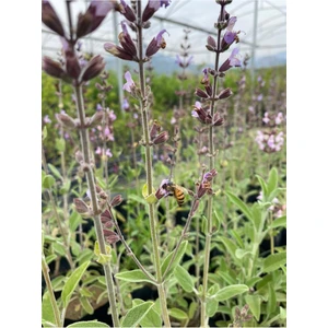 Adaçayı Fidanı 10 Adet 10-20 cm