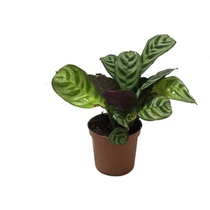 Ctenanthe 'Burle Marxii'