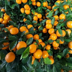 Satsuma (Rize) Mandalina Fidanı
