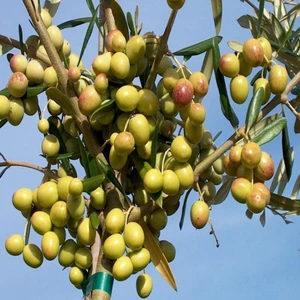 3 Yaş Bol Meyveli Tüplü Arbequina Bodur Ispanyol Zeytin Fidanı 150-180 cm