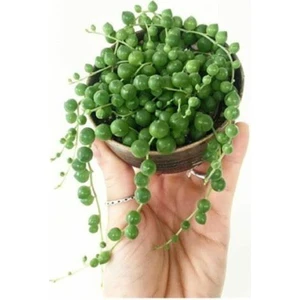 Thebestonline Mini Tesbih Çiçeği