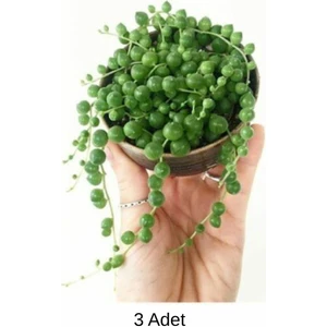 Thebestonline 3 Adet Mini Tesbih Çiçeği