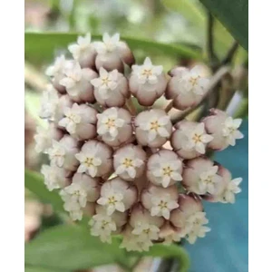 Hoya Rigidifolia Mum Çiçeği