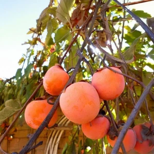 Hachiya Trabzon Hurması