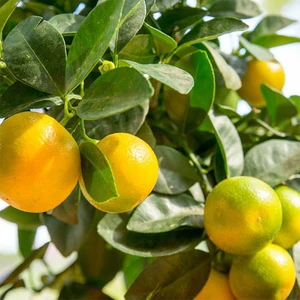 Okitsu Mandalina Fidanı