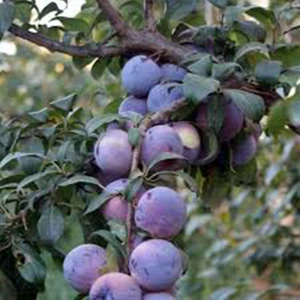 Angeleno Erik Fidanı