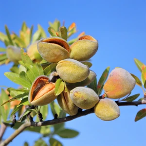 Nonpareil Badem Fidanı