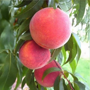 Cresthaven Şeftali Fidanı