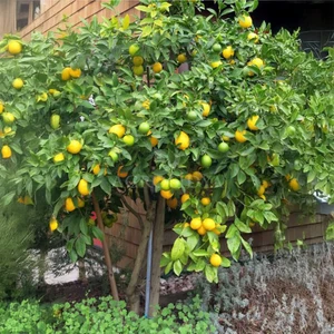 Meyer Limonu Fidanı