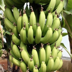 Yerli Muz Fidanı
