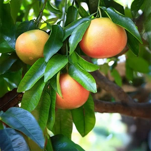 Rio Red Greyfurt Fidanı