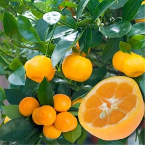 Fukushu Kumkuat Fidanı