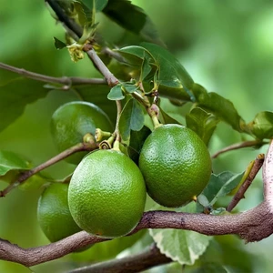 Bergamot (Doğu Akdeniz Tipi) Fidanı