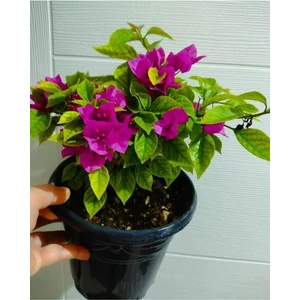 Begonvil Çiçeği Fidanı (20-40 Cm) Koyu Pembe