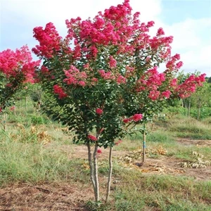 Pembe Oya Ağacı (60-110 Cm)Tüplü