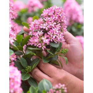 Eskolonya Fidanı Pembe 1-2 Arası