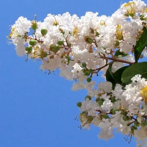 Beyaz  oya Ağacı (60-100 Cm)