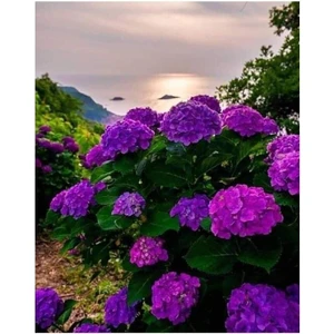 Mor Ortanca Çiçeği Fidanı 10-20 cm