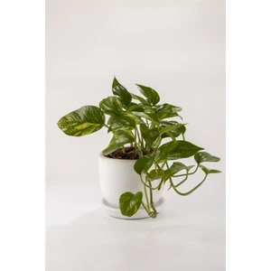 Epipremnum Pothos Sarmaşığı Fidanı 10-20 cm