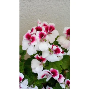 Ceylan Gözlü Sardunya Fide Kırmızı Beyaz 10-20 cm