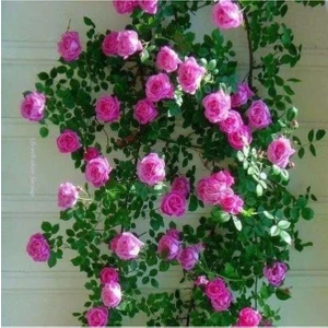 Gül Fidanı Pembe Yediveren Sarmaşık 20-40 cm