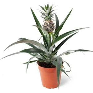 Fidan Sepetim Ananas Bitkisi *üzeri Meyveli*