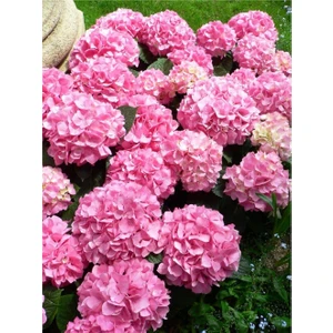 Hydrangea Mocnophylla, Pembe Ortanca Fidanı, 10-30 Cm, Saksıda