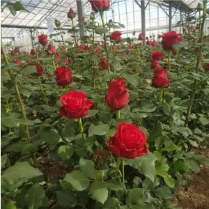 Kırmızı Gül Fidanı 10-20 cm