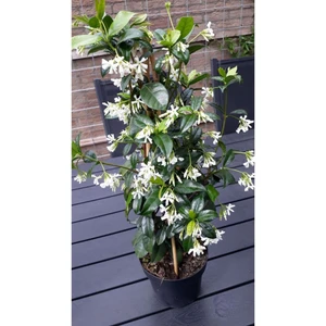 Beyaz Çiçekli Kokulu Arap Yasemini Fidanı 10-20 cm