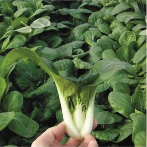 50 Adet Tohum Nadir Bulunan Ithal Bebek Çin Lahanası Tohumu Sürpriz Hediye Tohum