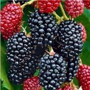 Böğürtlen Fidanı 30-60 cm