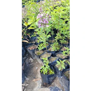 Leylak Fidani Kokulu 30-60 cm