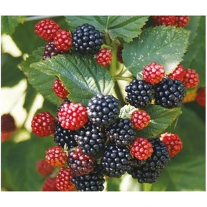 Jumbo Böğürtlen Fidanı 40-80 cm