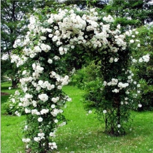 Sarmaşık Gül Fidanı (Yediveren - Tüplü) 10-20 cm